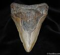Inch Megalodon Tooth - Great Color #94-1